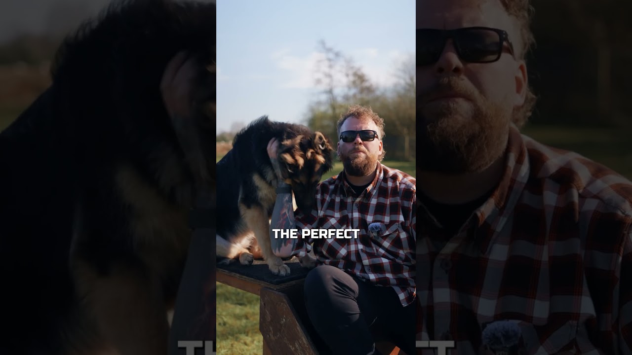 Is The German Shepherd A Good Family Dog?