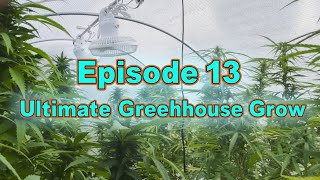 Episode 13 Ultimate cannabis greenhouse grow. AC infinity controller ai automated greenhouse