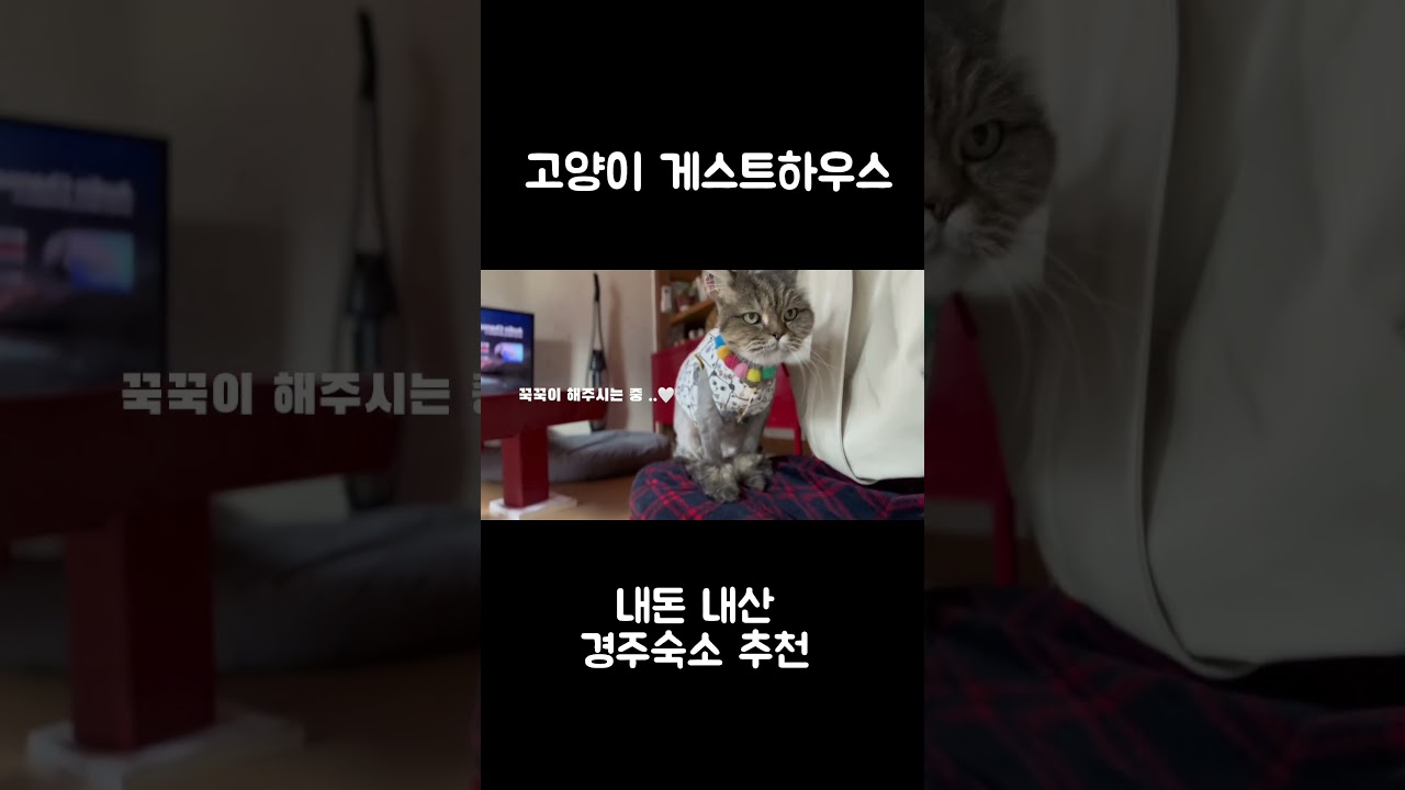 냥집사들 다 모여라!!!!!!!!! #경주숙소추천  #경주숙소  #경주  #신달게스트하우스