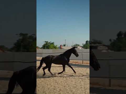 اجمل شعر عن الخيل اشتراك لايك 