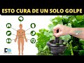 Cómo Mejorar la Salud Renal El hígado y Controlar los Síntomas de la Diabetes con Cilantro y Perejil