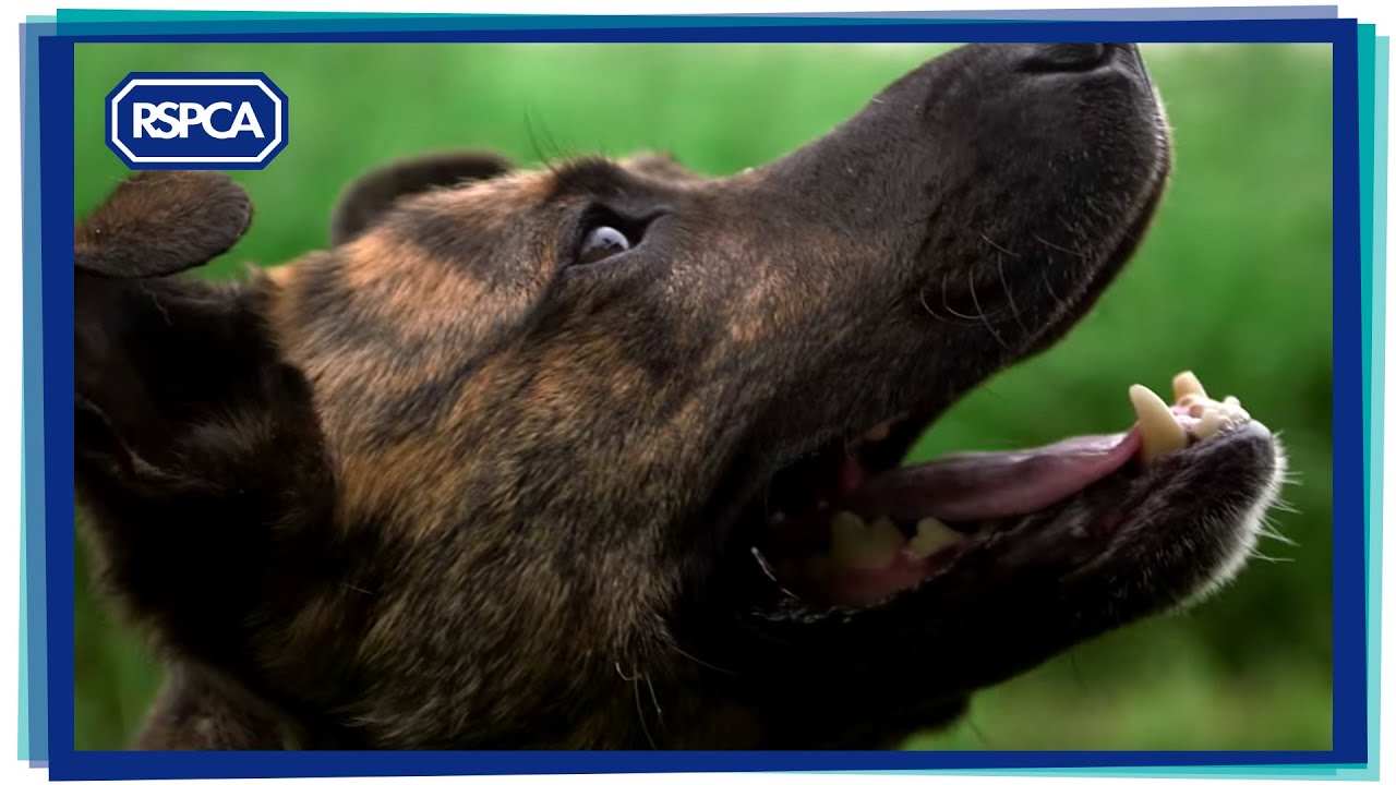 cruelty free kiko The Dog Rescuers - Special Appeal - Tiggi