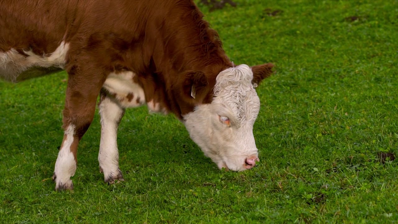 The Cow by Robert Louis Stevenson