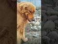 Goofy Dog Moments You Need to See! 🐶
