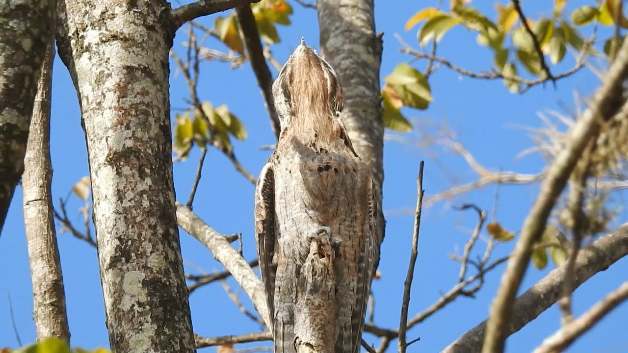 Common Potoo, perfect camouflage, nocturnal birds, laziness during the