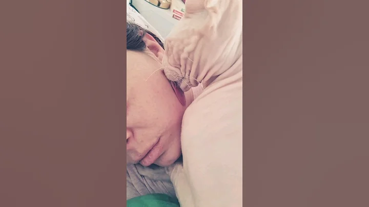 Watch the video about Wake up, human! #sphynx #sphynxcat #funnycats #wakeup #animals #pets #asmr #grooming #hairlesscat