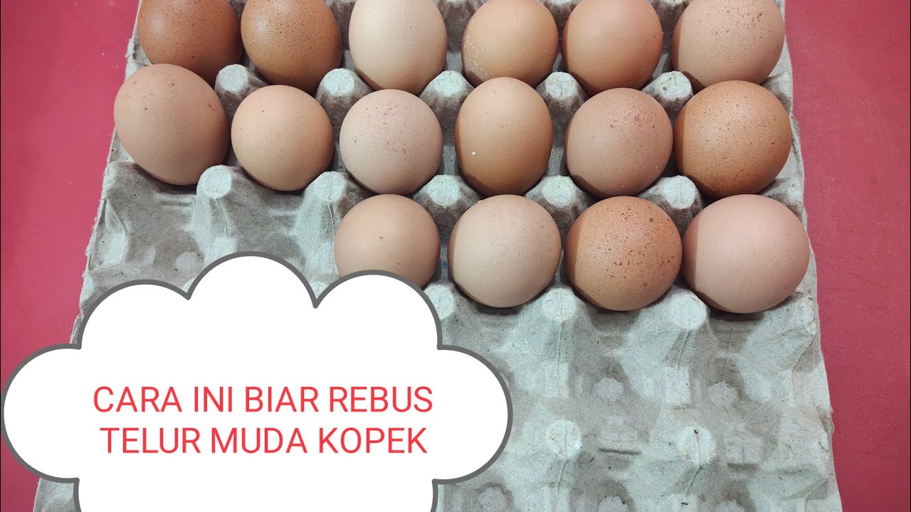 Sehat Vegetarian Cara rebus telur biar enak kopek..😁🙏 