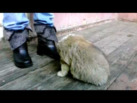 ბუთა ერთი თვისაა