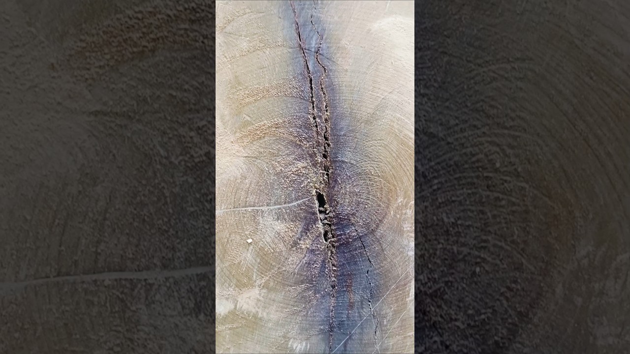 Teak Tree Cuting By Fastest Stihl Machine Chainsaw🔥