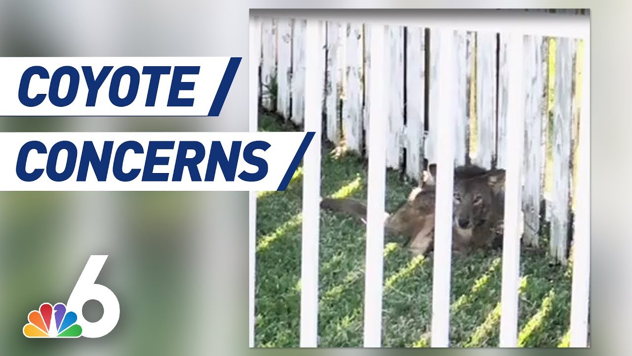 video phone beyonce mp3 Coyote Found Roaming in South Florida Community | NBC6