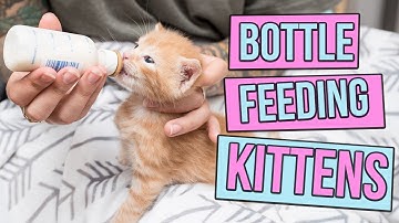 How to Safely Bottle Feed a Kitten