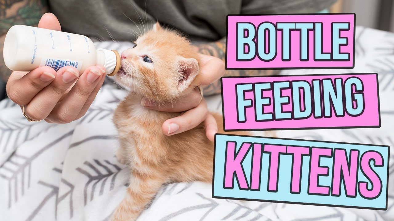How to Safely Bottle Feed a Kitten 