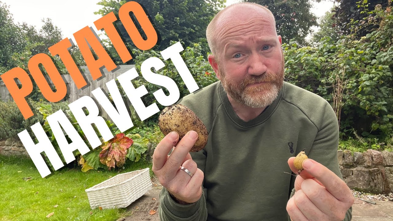 Первое раннее появление картофеля | Картофель в контейнерах | Картофель