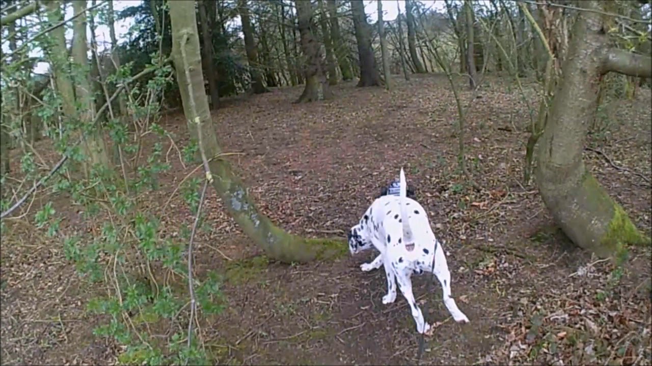 Grave Robber 1 - Losi SCBE