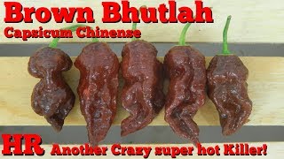⟹ Brown Bhutlah Pepper, Capsicum chinense