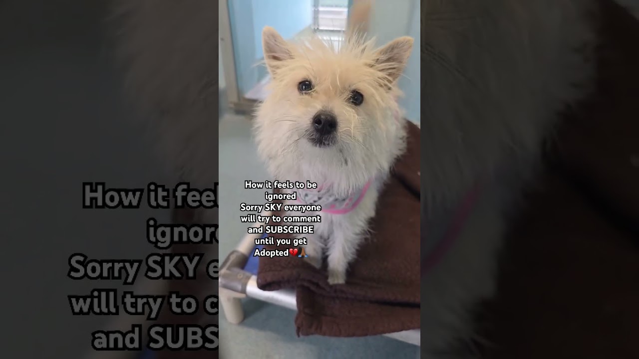 Sky is playful and cute dog💔🥲🙏🏾needs a home.please Email Samanthalouis083@gmail.com