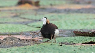 水雉生態紀錄 下集 ( Brooding record of  Pheasant-tailed Jacana  Part II )