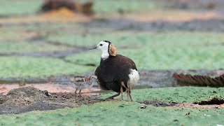 水雉生態紀錄 下集 ( Brooding record of Pheasant-tailed Jacana Part II )