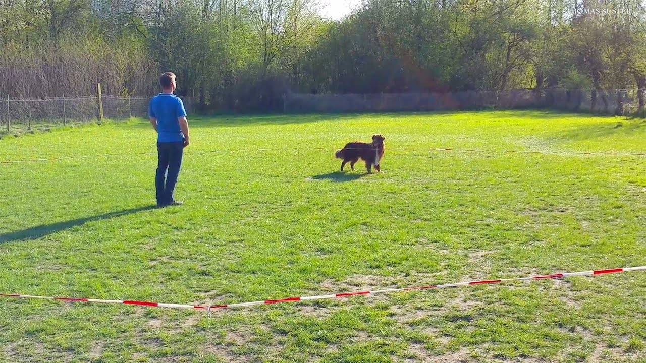 Körpersprachliches Longieren mit Hund Vince Thomas Suster YouTube
