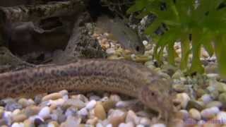 どじょうの漢字表記と由来について