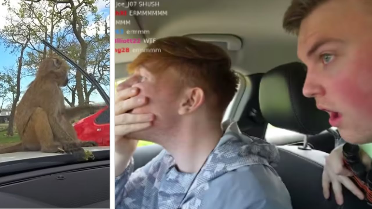 Angry Ginge Drives Through a Safari (FUNNY)