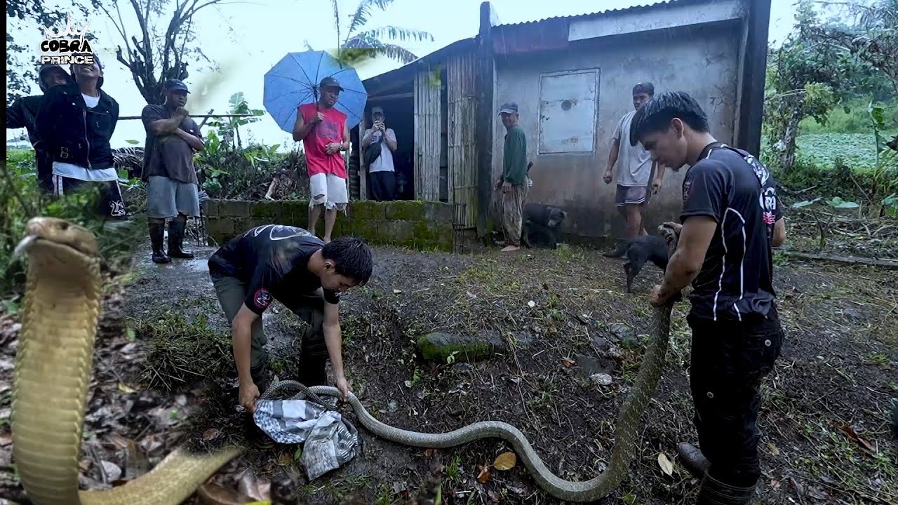 GA HITA AT GA BRASO NA MGA KING COBRA HULI KAY COBRA PRINCE  PATAY SA TUKLAW 😔