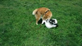 Shiba Vs Jrt