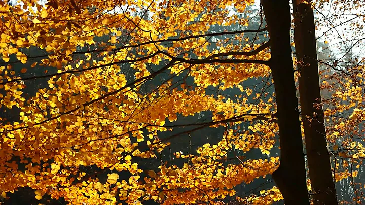 Autumn leaves Motion Stock Footage(2)