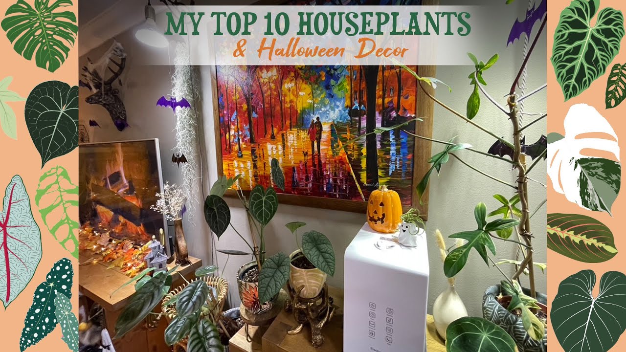 My Top 10 Favourite Houseplants 2022 🍁🕷🌻🦇🎃👻✨