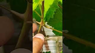 Vai Desbrotar a UVA se liga nessa dica #cultivandovariedades #dicas #shortvideo #uva