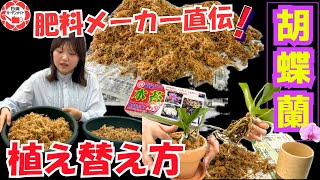 メーカー直伝！水苔を使った蘭の植え替え　日清ガーデンメイトニュージーランド産超圧縮水苔