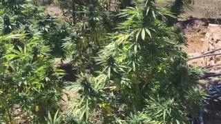 Cannabis new amnesia Epic plantation in Morocco medical haze!!