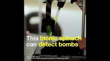 This bionic spinach can detect bombs