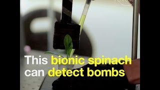 This bionic spinach can detect bombs