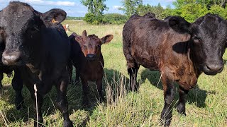 2022 Tuff Built All in one portable cattle facility!
