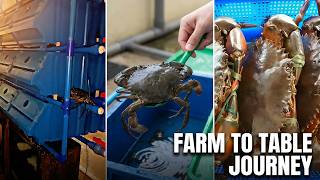 Farm Fresh Crabs - Direct From Source