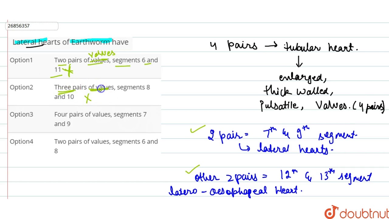 Lateral hearts of Earthworm have
