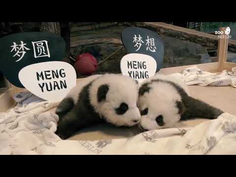 ბერლინის ზოოპარკმა ტყუპი პანდების სქესი და სახელები გაასაჯაროვა