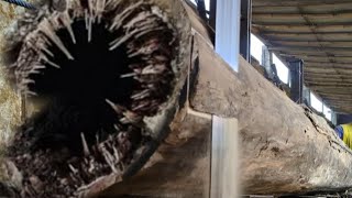 Don't Do That!!! The Mysterious Wood That Is Very Dangerous In The Sawmill