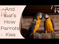 So That’s How Parrots Shows Their Affection To One Another.