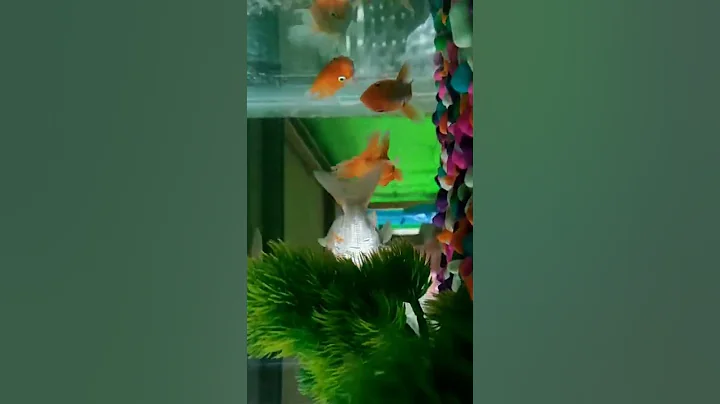 my small flower horn fish 🐟 killed a goldfish  😭 - DayDayNews