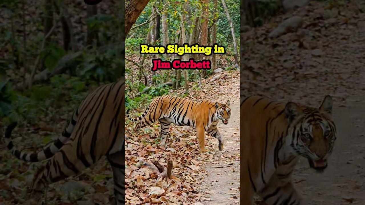 Deadly Jungle Encounter | Closest Tiger Sighting | Jim Corbett National Park #wildlife