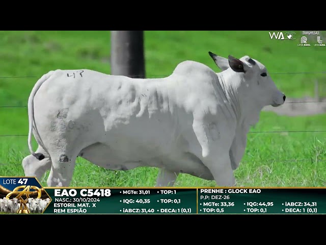 LOTE 47