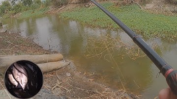 Chia sẽ điểm câu || Điểm câu cá lóc, cá rô, cá thác lác lý tưởng #015 || Hữu CM fishing