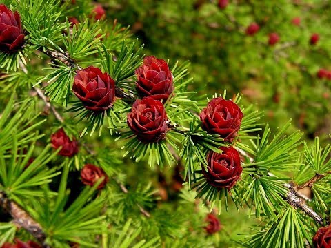 Лучшее хвойное дерево 🌲 Уход за лиственницей 🌳 Советы от Garden-zoo