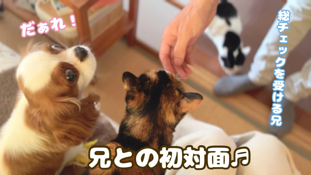 #44 ずっと会えてなかった兄と初対面✨お散歩再開したり楽しいこと色々🐶