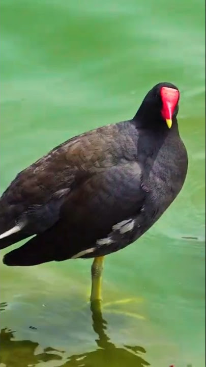 Common Moorhen (Gallinula chloropus)#shorts #viral #shortsvideo