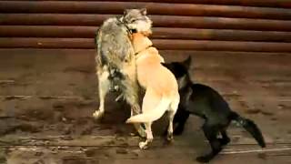 Grey wolf and dogs are playing