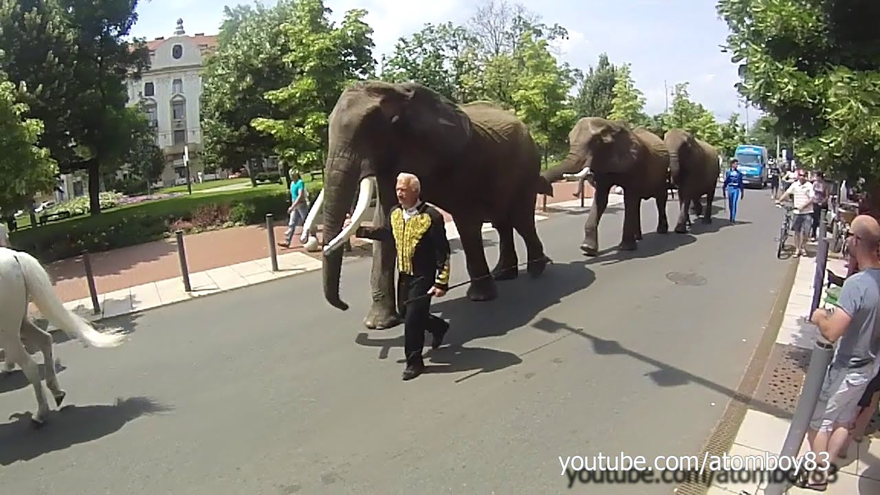 Circus Parade, Szeged 2016