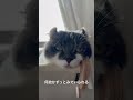 不思議な魔力を持つ猫 #猫のいる暮らし